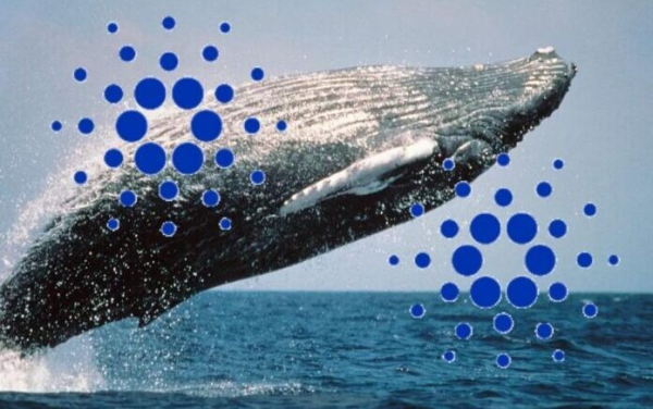 Киты Cardano накопили сотни миллионов ADA во время падения: что это может означать для рынка